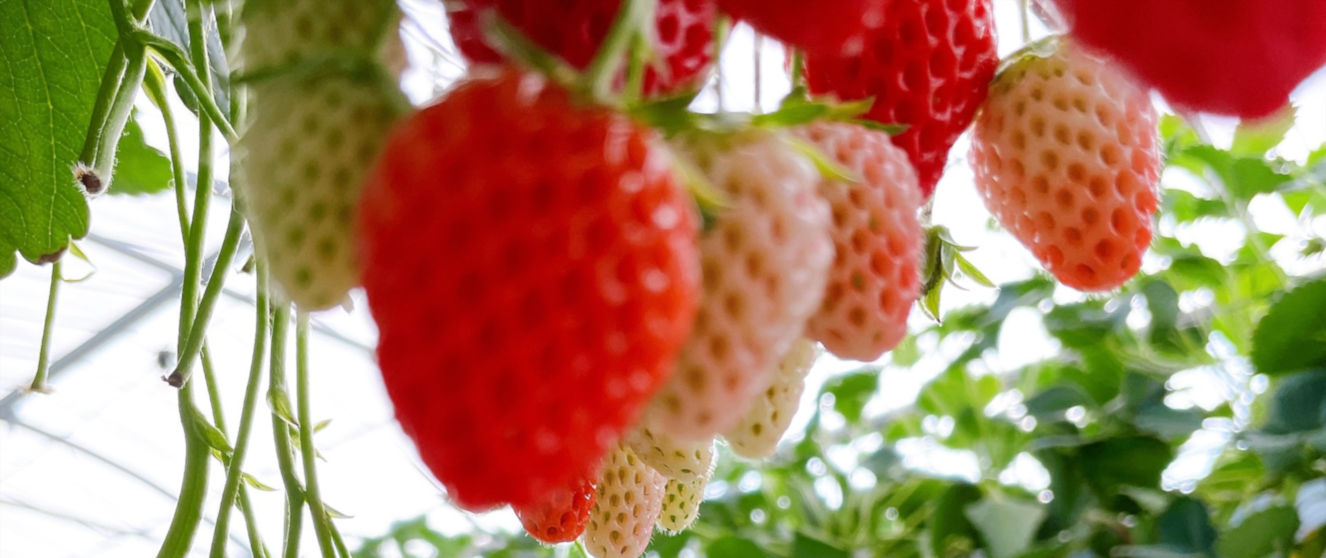 スライダー画像